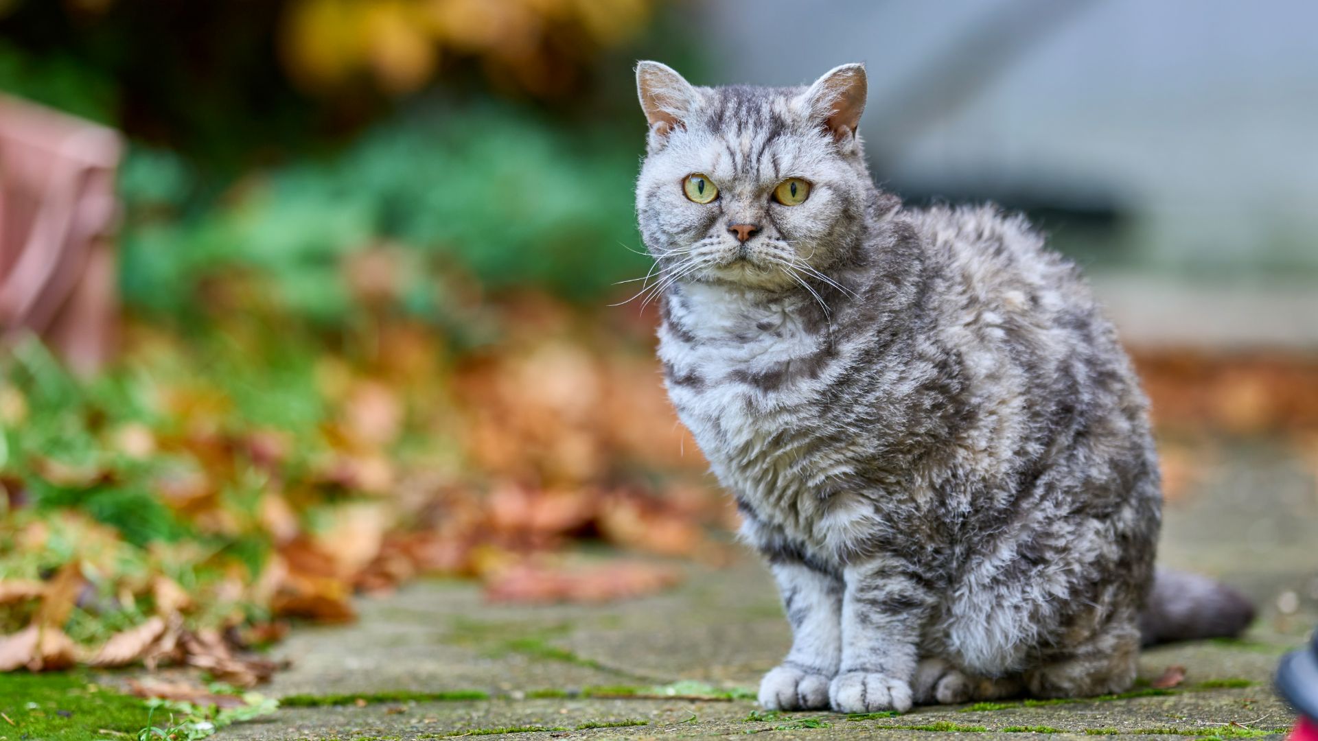 Selkirk Rex cat sitting outside
