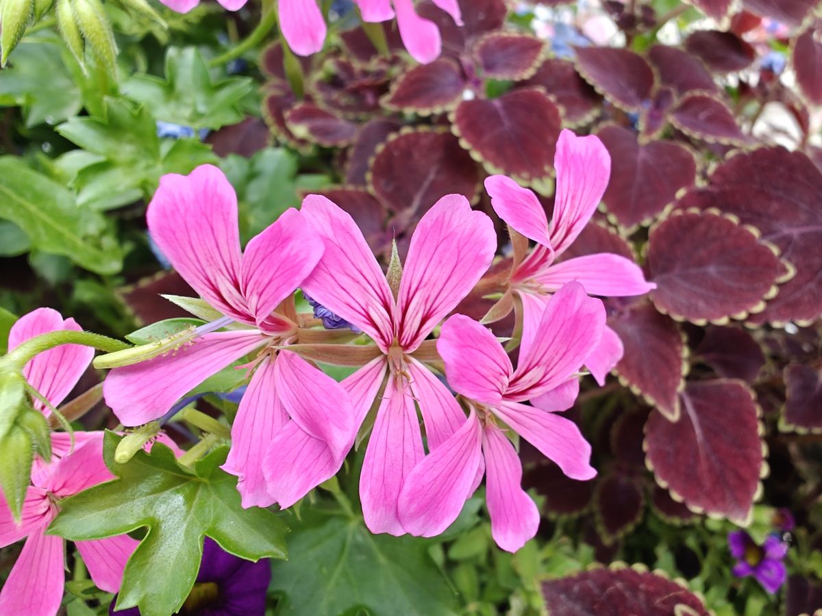 OnePlus Open macro sample.