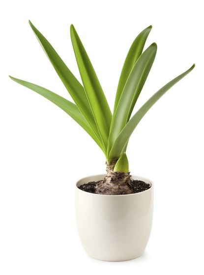 Amaryllis Plant Without Blooming Flowers