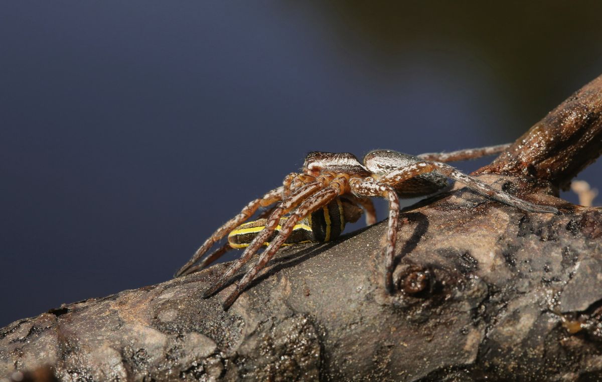 Giant spiders, Laurence Llewelyn-Bowen on leather, velvet and growing ...