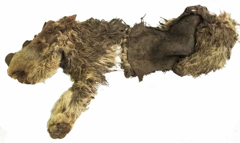 Preserved body of Sasha the woolly rhino.