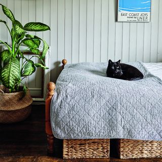 A bed with a cat on top and rattan storage boxes underneath and a large houseplant to the side