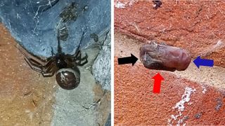 left panel shows a photo of a noble false black widow spider in a web on the side of a house; the right panel shows a bat pup entangled in said web