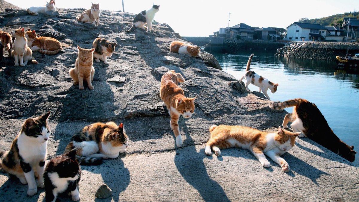 Cat Island in Japan with cats lazing on the rocks at the harbour 