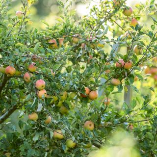 Apples growing on apple tree in garden