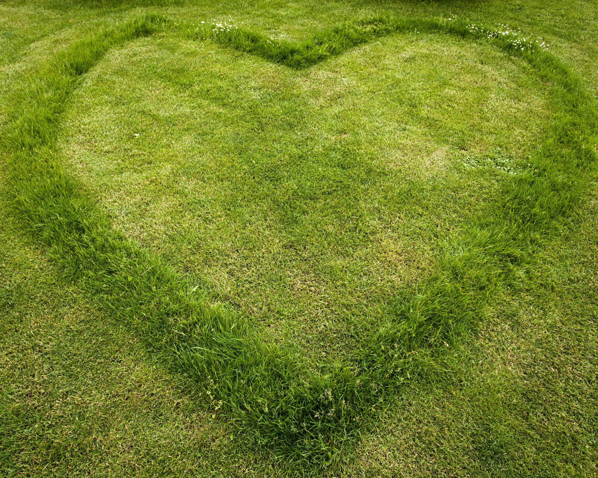Heart shape mowed into grass on a lawn of healthy well-maintained grass