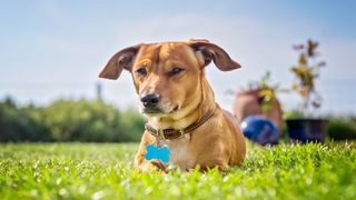 Hot dog laid on grass 