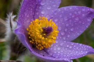 GuruShots - Flower Spotlight