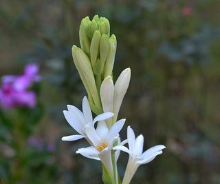 White tuberose bloom