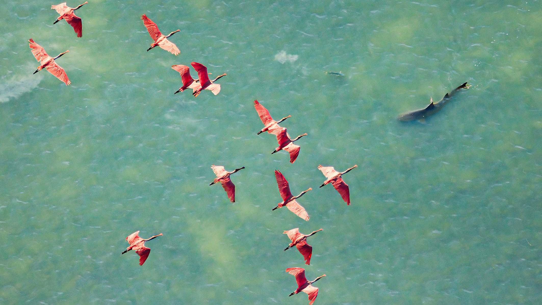 Aerial view of a flock of bright pink roseate spoonbills flying over turquoise water with a shadow of a fish below