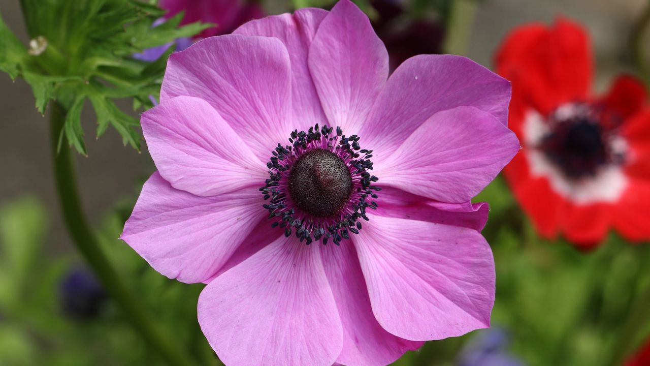 Anemone flowers in full bloom