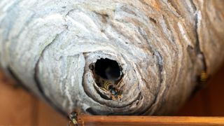 Wasp nest
