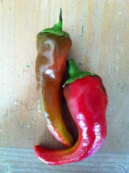 Two Italian Sweet Peppers