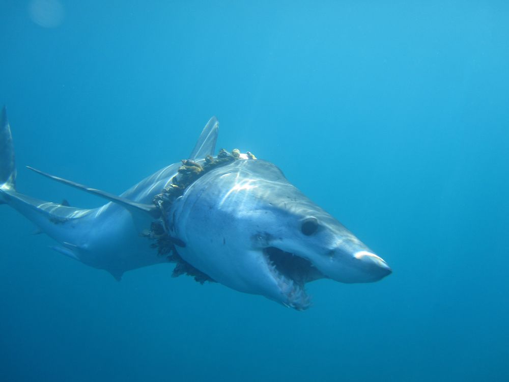 shark with plastic pollution wrapped around its neck