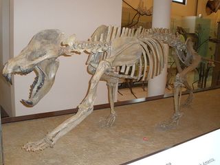 a bear dog skeleton at the American Natural History Museum in New York