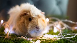 Guinea pig with fairy lights