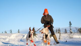 Woman skiing with dogs