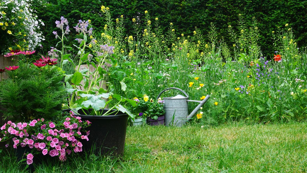 Wildflowers being grown in a yard next to the lawn and watering can