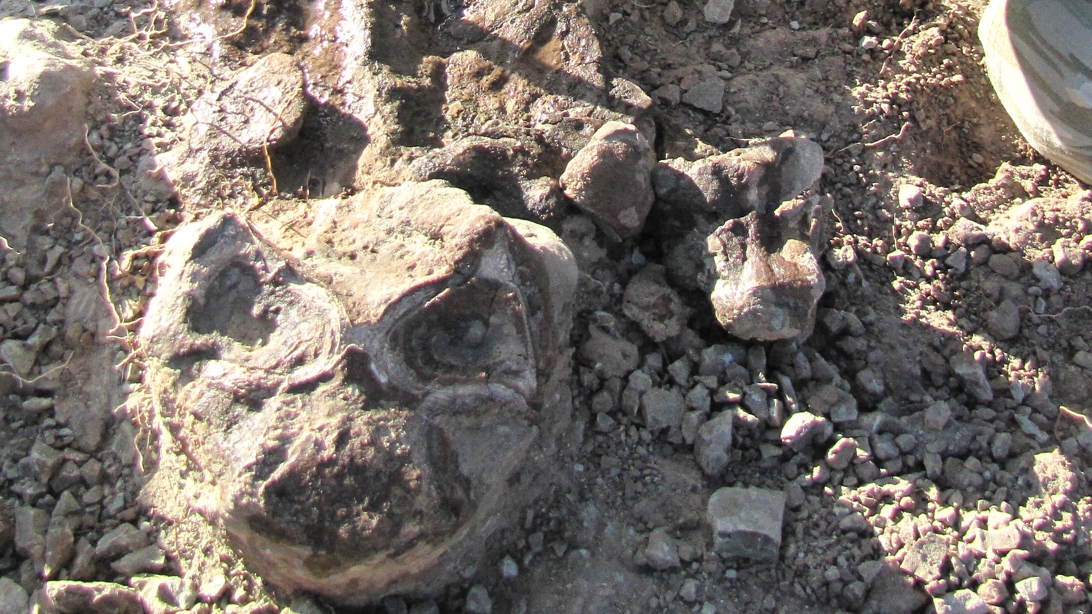 Face to face with a lystrosaur fossil in the field.  The animals appeared to have died in groups, perhaps indicating that they were gathering around dwindling water supplies during a drought.