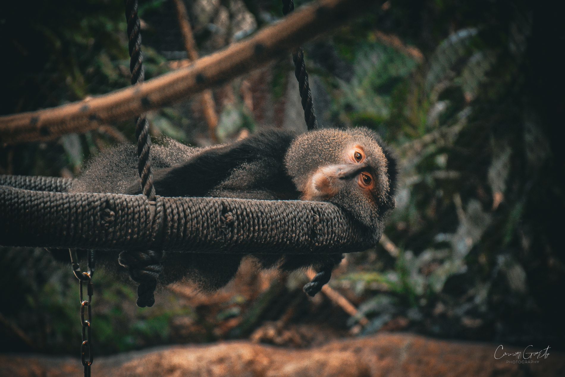 GuruShots - Nature&rsquo;s Masterpiece 2026