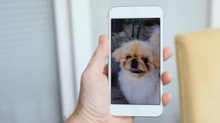 Hand holding phone with photo of dog on screen