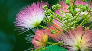 close-up of flowers on mimosa tree, Albizia julibrissin