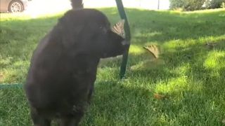 puppy plays with butterflies video