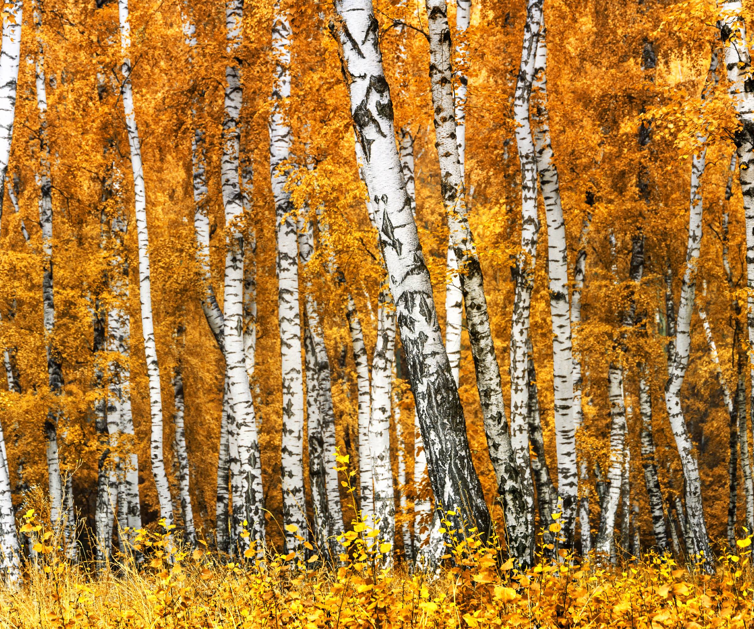 Birch trees with yellow foliage