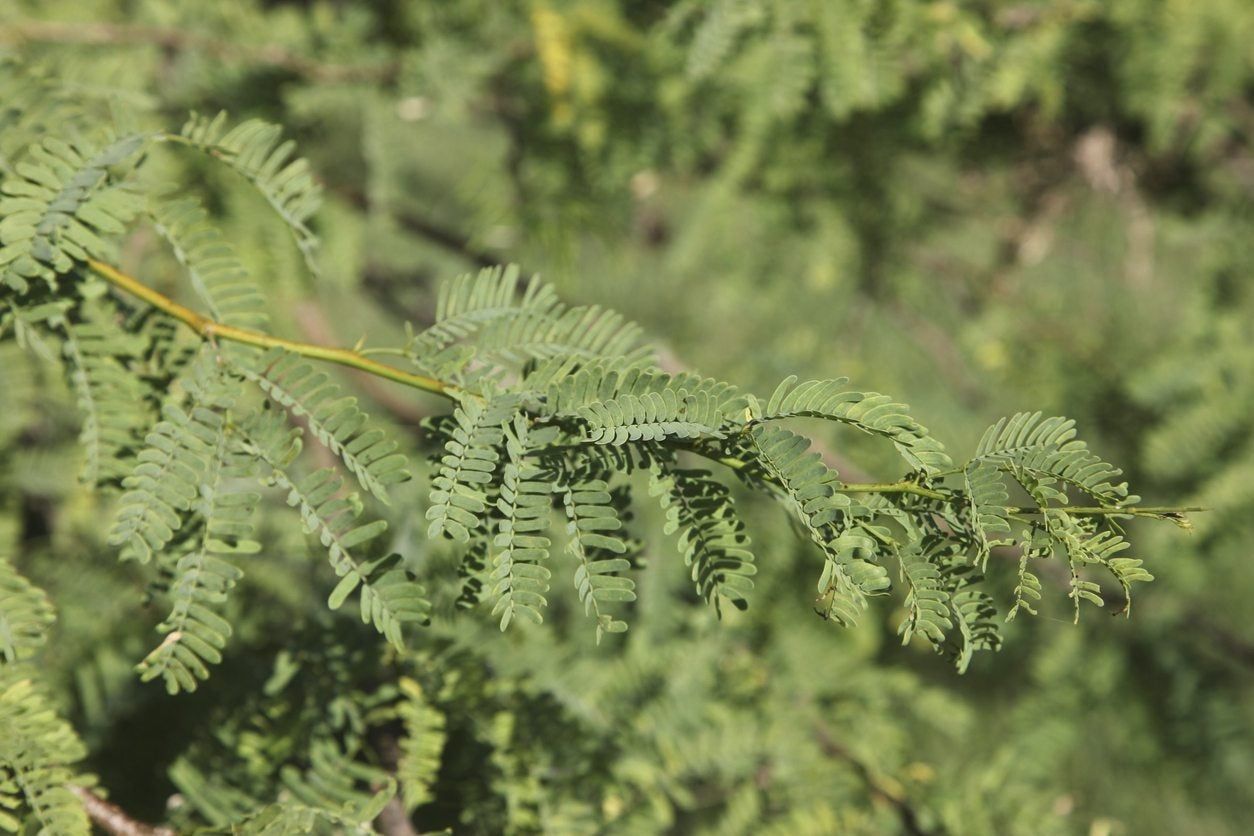 mesquite cuttings