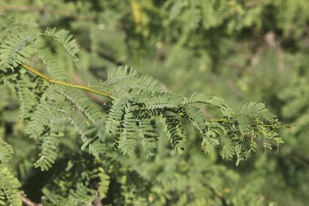 mesquite cuttings