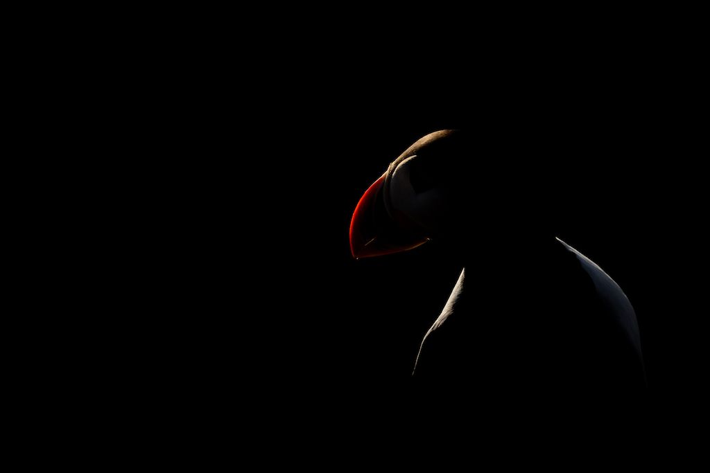Silhouette of a puffin against a dark background, showcasing its distinctive colorful beak and profile
