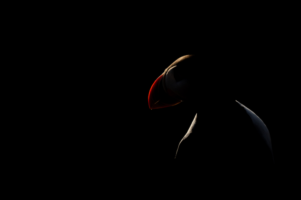 Silhouette of a puffin against a dark background, showcasing its distinctive colorful beak and profile