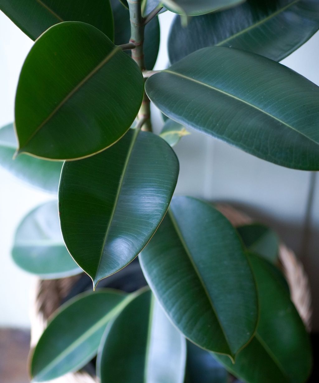 Houseplant clinic why is my rubber plant dropping leaves? Gardeningetc