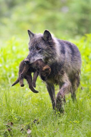 Cute Mother and Baby Animal Pics