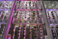 Hydroponic Plants