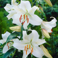 Lilium&nbsp;'Casa Blanca' at Crocus