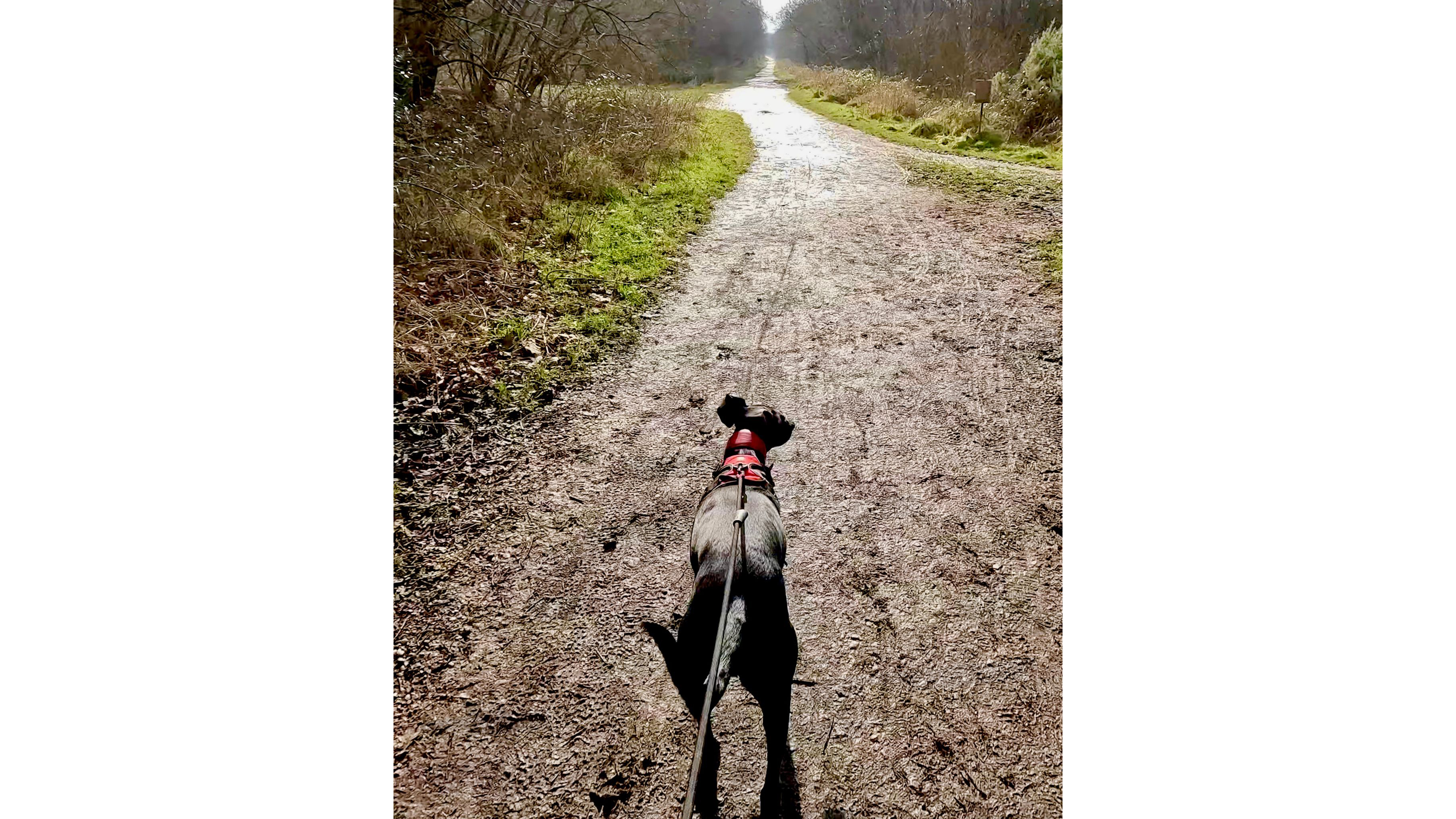 A dog on a canicross lead looks at the path ahead