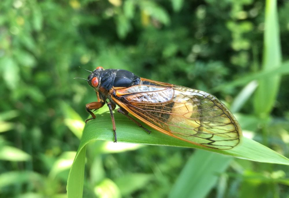 cicadas on fungal hallucinogens