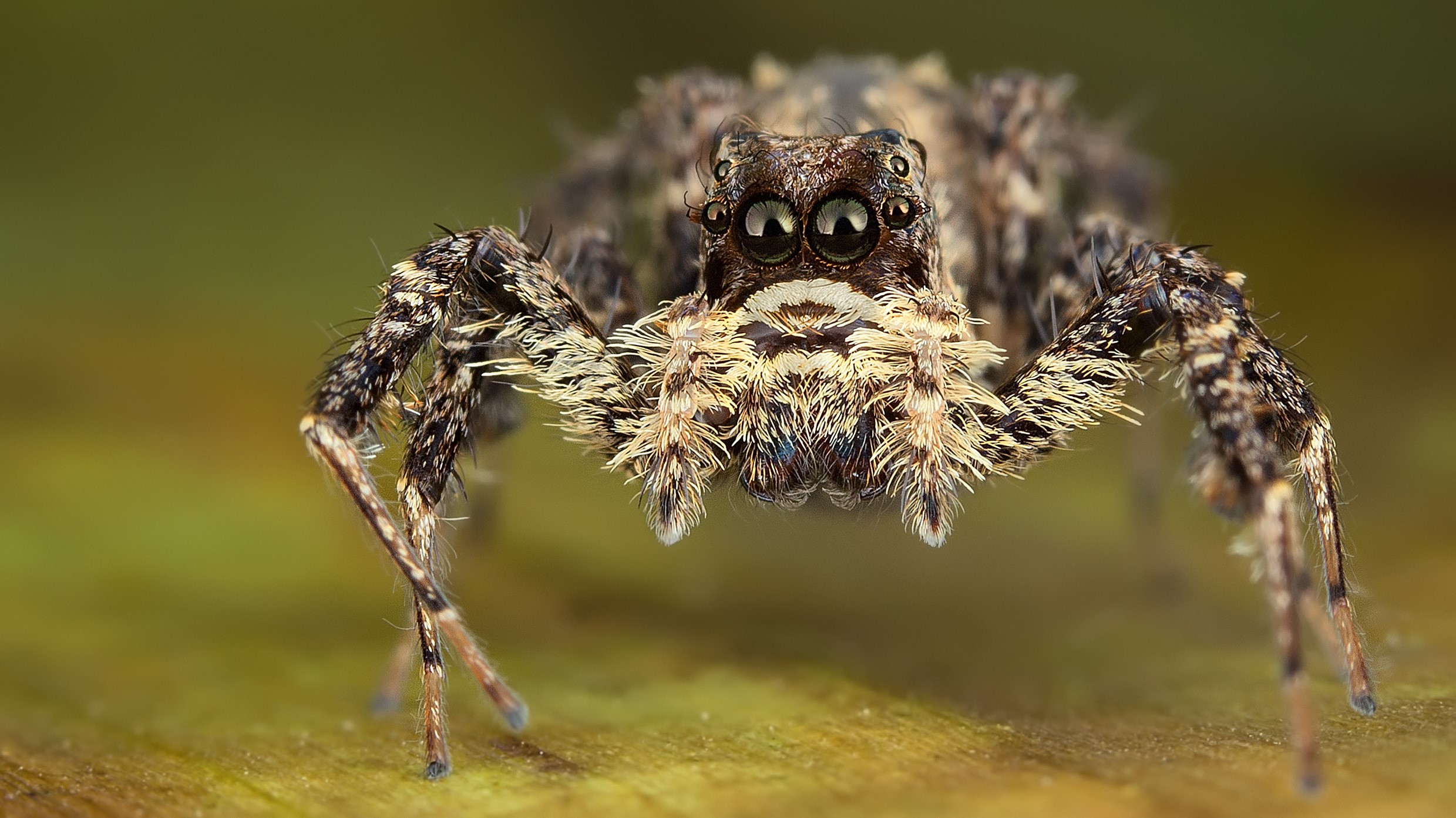 A close up picture of a spider of the genus Portia.