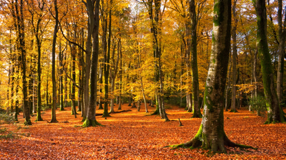 New Forest beech trees in afternoon sunlight