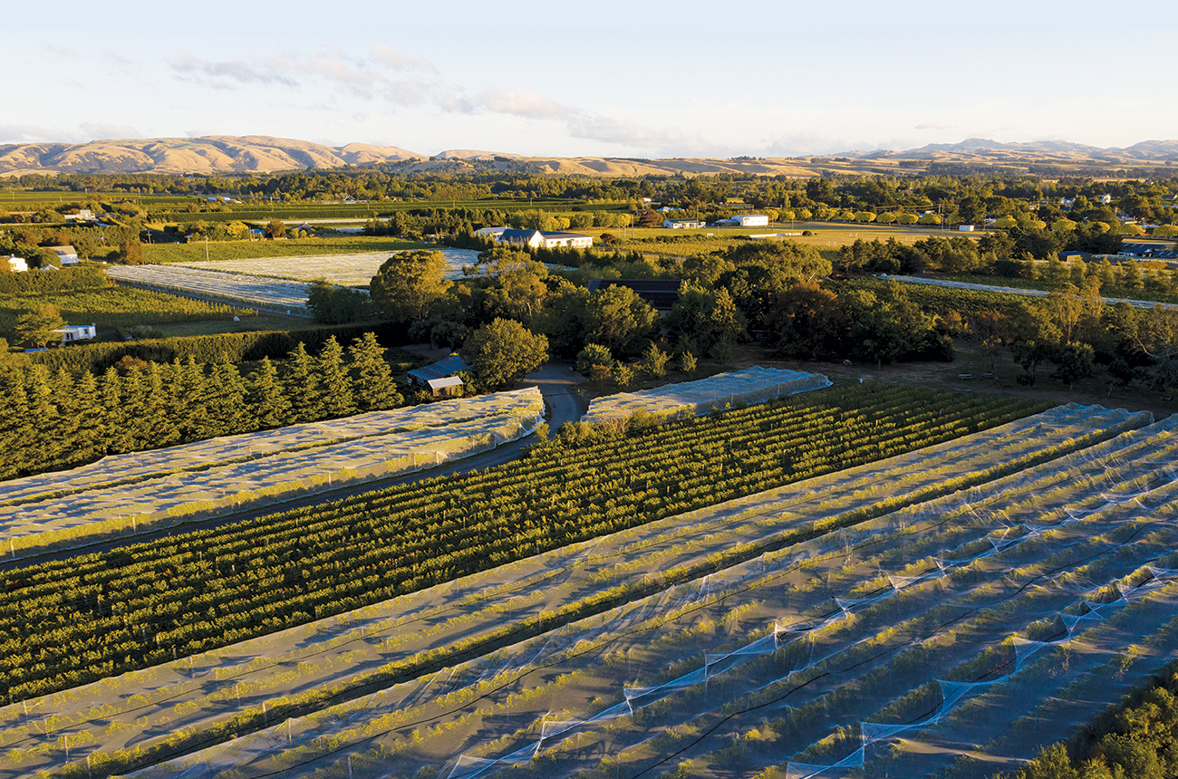 Ata_Rangi_Vineyards_credit_r_brimer