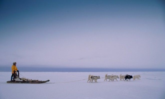 dogsled team