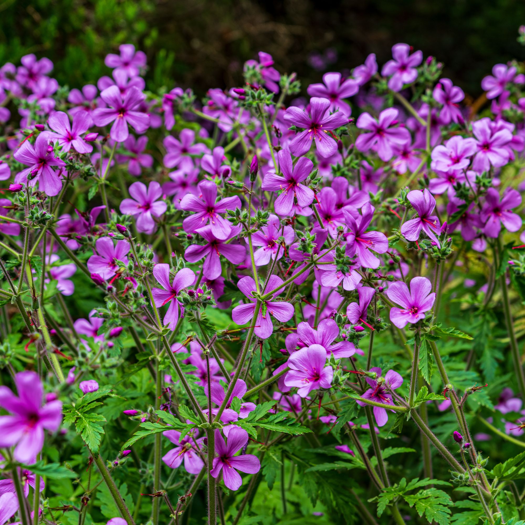 Geranium palmatum flowering in garden