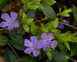 purple flowers of Common periwinkle (Vinca minor)