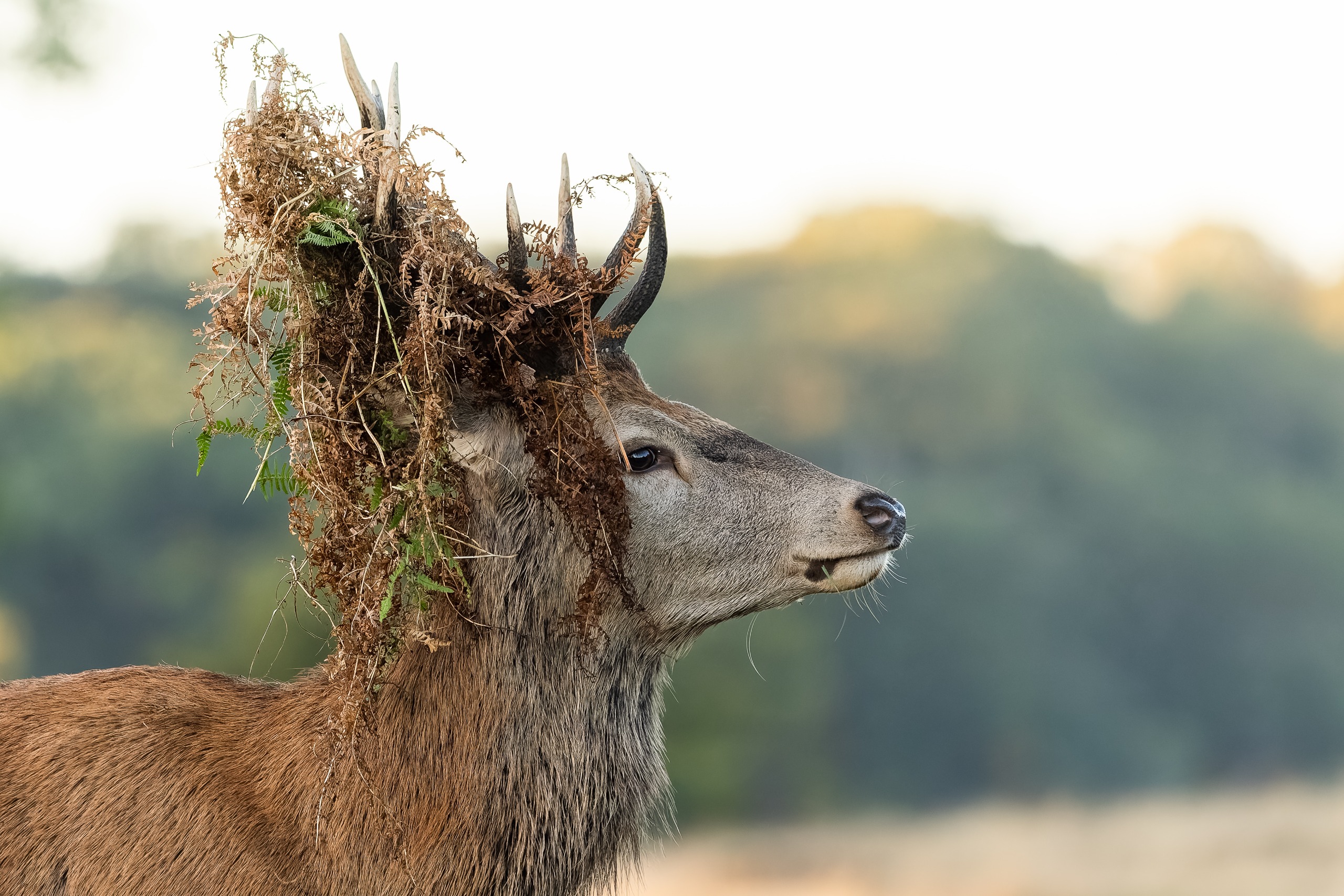 Red stag deer photographed in the fog at sunrise