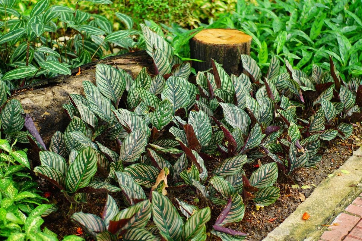 Will Calathea Grow Outdoors - Learn How To Care For Calatheas In The Garden  | Gardening Know How