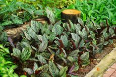 calathea outdoors