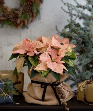 apricot coloured poinsettia in brown burlap sack from Stars For Europe