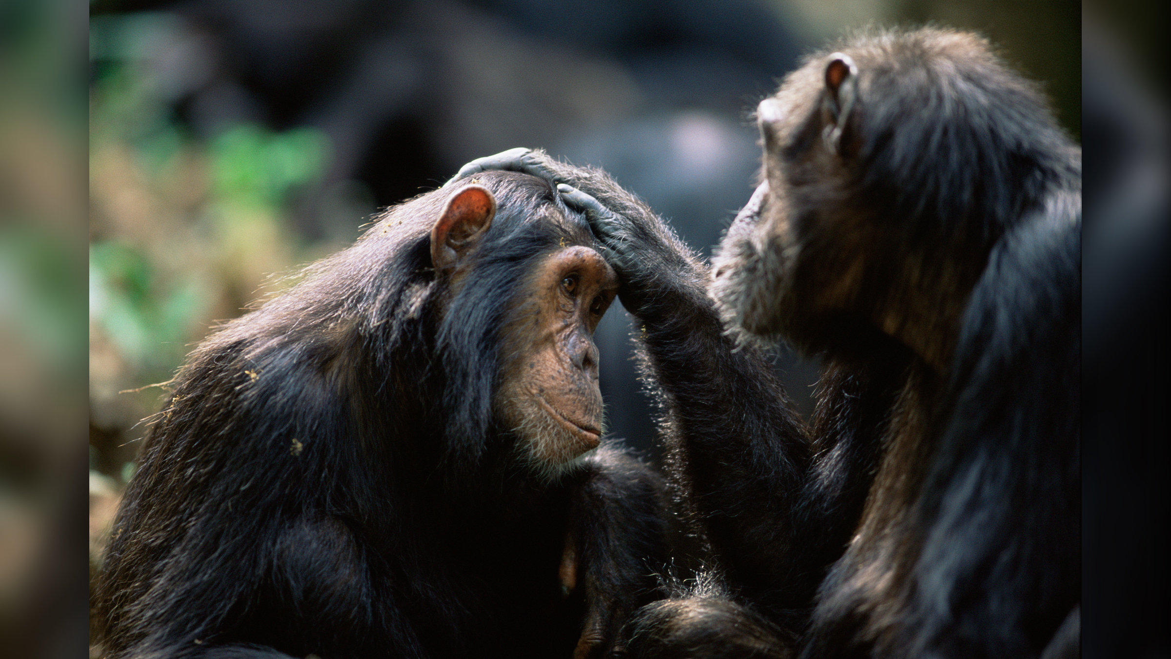 Eastern chimpanzees (Pan troglodytes schweinfurthii) groom each other.