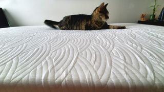 Our reviewer's cat relaxes on top of the Viscosoft Active Cooling Mattress Topper